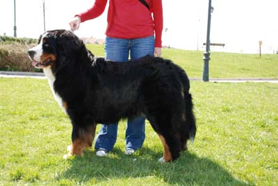 Bernese Mountain Dogs Beowulf